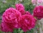 Півонія "Поль М. Уайлд" (Paeonia "Paul M. Wild") - 4