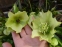 Чемерник гібридний ЛС "Йеллоу Лейді" (Helleborus × hybridus LS "Yellow Lady") - 2