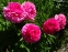 Півонія "Роуз Харт" (Paeonia "Rose Heart") - 8