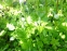 Анемона лісова (Anemone sylvestris) - 5