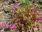 Горянка великоквіткова "Юбае" (Epimedium grandiflorum "Yubae") - 3