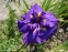 Півники мечоподібні "Перпл Парасол" (Iris ensata "Purple Parasol") - 1