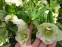 Чемерник гібридний "Дабл Еллен Вайт" (Helleborus × hybridus "Double Еllеn White") - 1