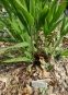 Хасмантіум широколистий (Chasmanthium latifolium) - 3