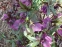 Чемерник гібридний "Дабл Еллен Пурпл" (Helleborus x hybridus "Double Ellen Purple") - 4
