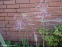 Цибуля кілювата гарненька (Allium carinatum subsp. pulchellum) - 5