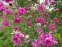 Анемона японська "Паміна" (Anemone japonica "Pamina") - 5