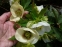 Чемерник гібридний №1  (Helleborus × hybridus) - 4