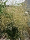 Щучник дернистий "Голдшлаяр" (Deschampsia cespitosa "Goldschleier") - 2