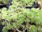 Крупка кавказька (Draba bruniifolia) - 1