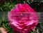 Півонія "Роуз Харт" (Paeonia "Rose Heart") - 6