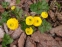 Жовтець повзучий "Флоре плено" (Ranunculus repens f. flore-pleno) - 1