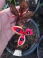 Півонія японська (Paeonia japonica) - 1