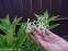 Цибуля кілювата гарненька ф. альба (Allium carinatum subsp. pulchellum f. album) - 3
