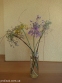 Цибуля кілювата гарненька (Allium carinatum subsp. pulchellum) - 4