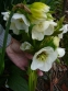Чемерник гібридний №1  (Helleborus × hybridus) - 3