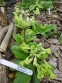 Первоцвіт гібридний "Франческа" (Primula  hybrid "Francesca") - 1