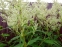 Гірчак мінливий (Persicaria polymorpha) - 3