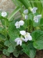 Фіалка сестринська "Фреклс" (Viola sororia "Freckles") - 1