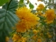 Керрія японська "Пленіфлора" (Kerria japonica "Pleniflora") - 2