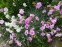 Гвоздики пірчасті "Дабл Роуз" (Dianthus plumarius "Double Rose") - 3