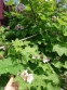 Малина духмяна (Rubus odoratus) - 10