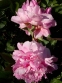 Півонія "Вівід Роуз" (Paeonia "Vivid Rose") - 4