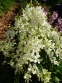 Ясенець білий (Dictamnus albus) - 1