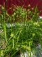 Осока Грея (Carex grayi) - 3