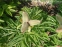 Півонія лікарська (Paeonia officinalis) - 7