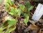 Гірчак віргінський "Пейнтерс Палетт" (Persicaria virginiana "Painter's Palette") - 2