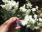 Гвоздики пірчасті "Дабл Вайт" (Dianthus plumarius "Double White") - 5