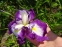 Півники мечоподібні "Ред Репітер" (Iris ensata "Red Repeater") - 5