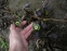 Чемерник червонуватий (Helleborus purpurascens) - 3