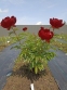 Півонія "Чоклет Солдже" (Paeonia "Chocolate Soldier") - 2