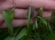 Рябчик ува вульпіс (Fritillaria uva vulpis) - 5