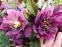 Чемерник гібридний "Дабл Еллен Пурпл" (Helleborus x hybridus "Double Ellen Purple") - 1