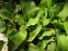 Бруннера великолиста "Хадспен Крім" (Вrunnera macrophylla "Hadspen Cream") - 4