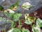 Гірчак віргінський "Пейнтерс Палетт" (Persicaria virginiana "Painter's Palette") - 1