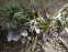 Чемерник червонуватий (Helleborus purpurascens) - 2