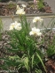 Півники сибірські "Вайт Свел" (Iris siberian "White Swirl") - 1