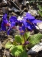 Первоцвіт Томмазіні "Ю енд Мі Блю"(Primula х tommasiniі "You and Me Blue") - 5