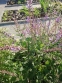 Шавлія прутяна (Salvia virgata) - 3