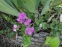 Переломник гіллястий (Androsace sarmentosa) - 4
