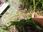 Осока пальмолиста (Carex muskingumensis) - 6