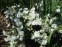 Гвоздики пірчасті "Дабл Вайт" (Dianthus plumarius "Double White") - 2