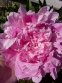 Півонія "Вівід Роуз" (Paeonia "Vivid Rose") - 3