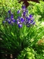 Півники різнобарвні "Кларет Кап" (Iris versicolor "Claret Cup") - 4