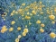 Жовтець повзучий "Флоре плено" (Ranunculus repens f. flore-pleno) - 4