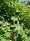 Малина духмяна (Rubus odoratus) - 1